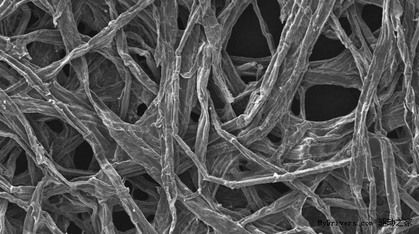 美國馬里蘭大學研制出木質電池