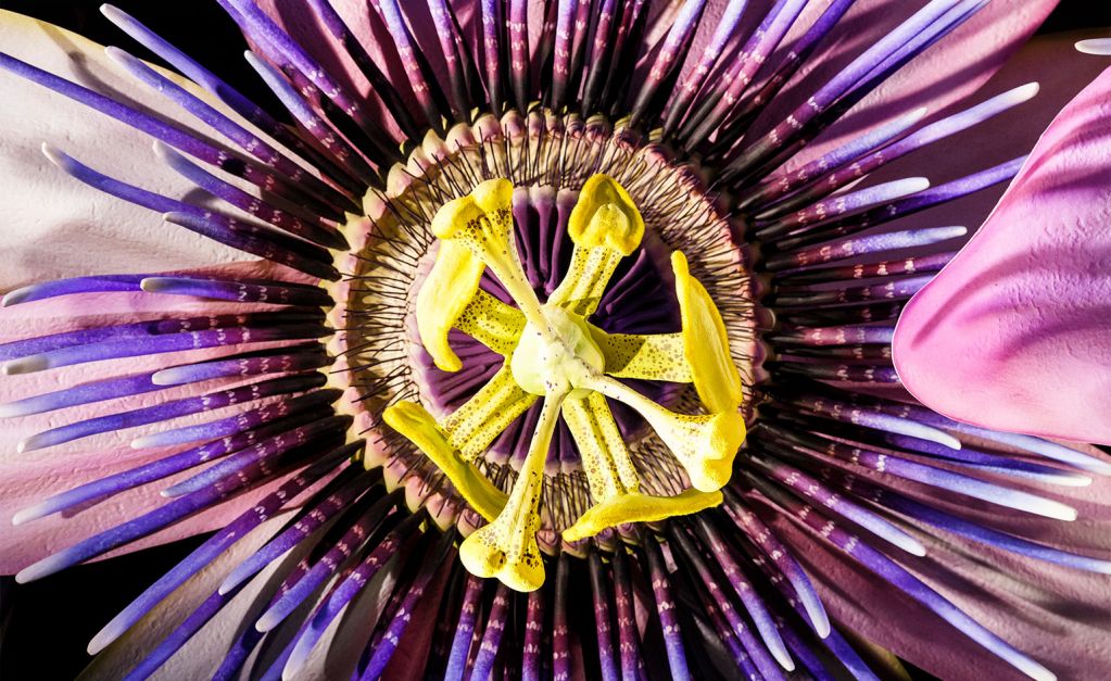 美到爆炸！蘋果Apple Watch巨幅玻璃廣告來了