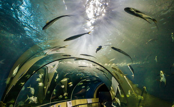 車云網：如何打造汽車電子商業生態圈？