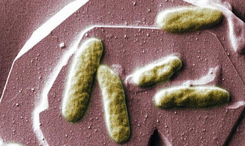 科學(xué)家研制生物電池未來手機或可靠糞便驅(qū)動