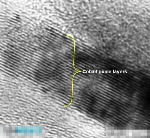 圖九　顯微鏡下的氧化鈷陰極層