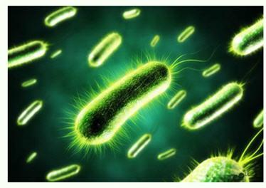 美國研發(fā)出可持久供電的細(xì)菌太陽能電池 傳統(tǒng)光伏發(fā)電方式或被顛覆？