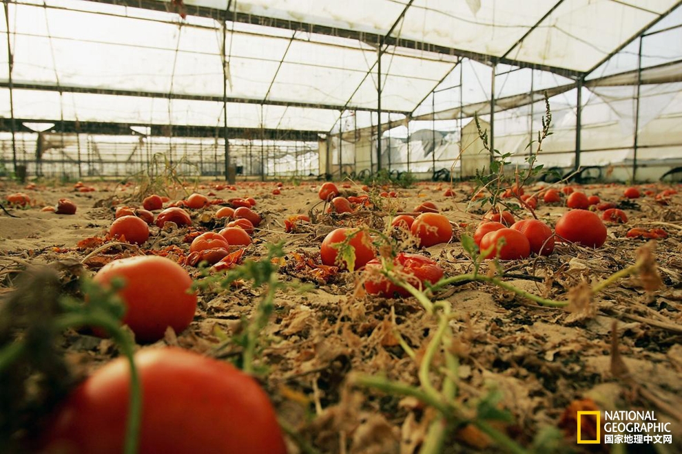 沒電了？讓番茄和土豆來上！