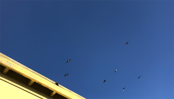 探訪賈躍亭美國造車工廠：沒有任何生產設備 僅一名員工打卡